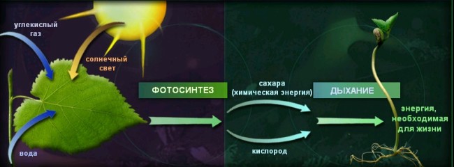 Процесс фотосинтеза растений